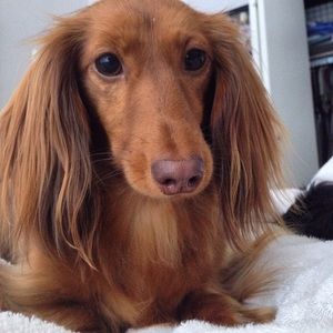 Meet your Posher, Cecily